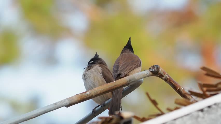 A pair of Red-whiskered bulbuls (Pycnonotus jocosus) perched side by side on a metal rod against a beautiful blurred bokeh background of trees