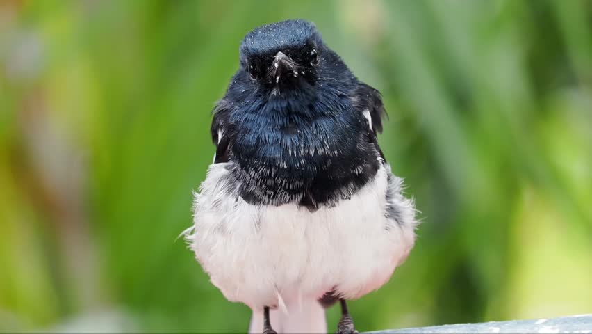 Extreme close-up portrait of a wild male Oriental magpie-robin (Copsychus saularis) showing detailed black and white plumage against a soft green bokeh background
