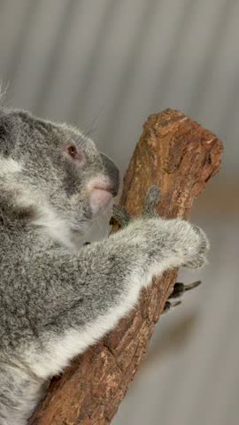 Close-up of a koala climbing a textured tree branch in South West Rocks, Australia.