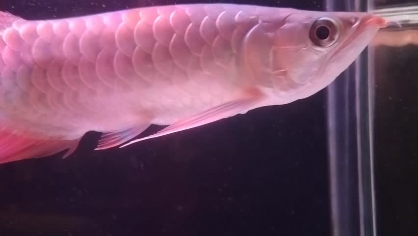 A silver-red arowana swims gracefully in the aquarium.