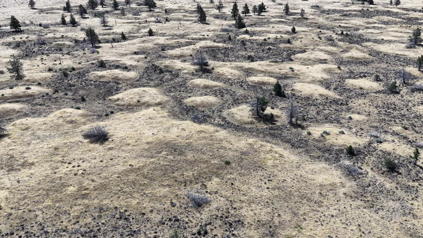 Sporadic pine trees dot the arid, desert landscape on the Central Oregon Plateau north of Bend. This area lies in contrast to the lush, water-rich coastal region.