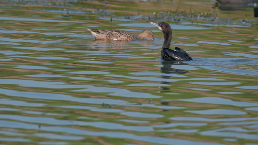 Little cormorant runs across the water surface before taking flight, creating splashes as it lifts off from a calm freshwater wetland.