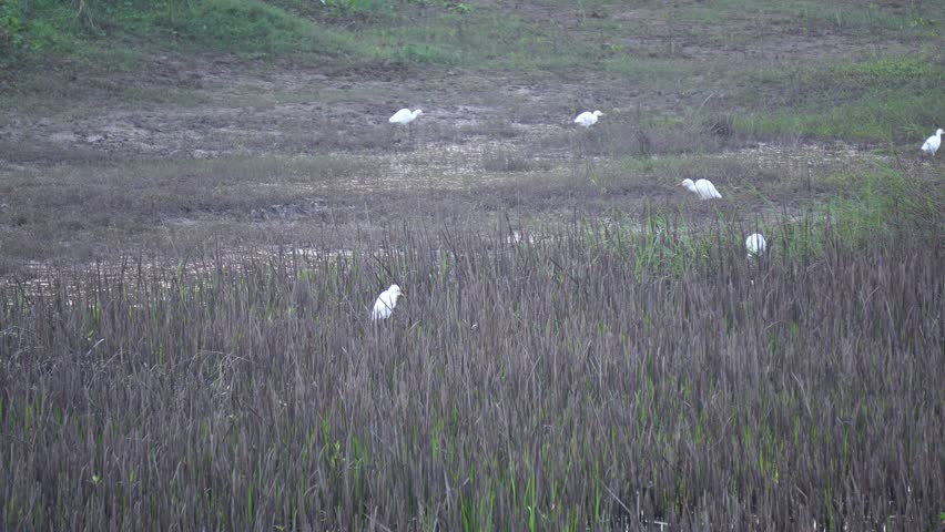 A small group of cattle egrets scattered across a dry wetland, standing among tall brown reeds and sparse vegetation