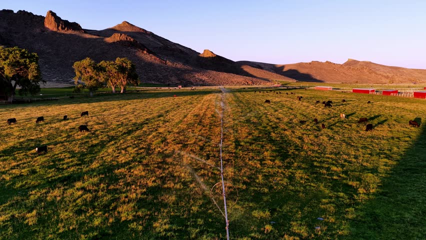 Aerial view of a wheel line irrigation system watering a pasture with grazing cattle at a ranch during sunset in Picabo, Idaho, United States.