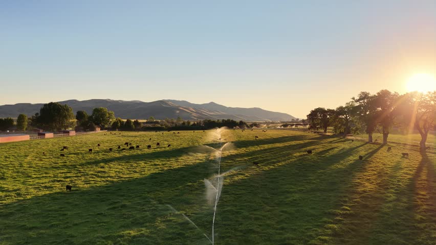Aerial view of a wheel line irrigation system watering a green pasture with grazing cattle at sunset in Picabo, Idaho, United States.