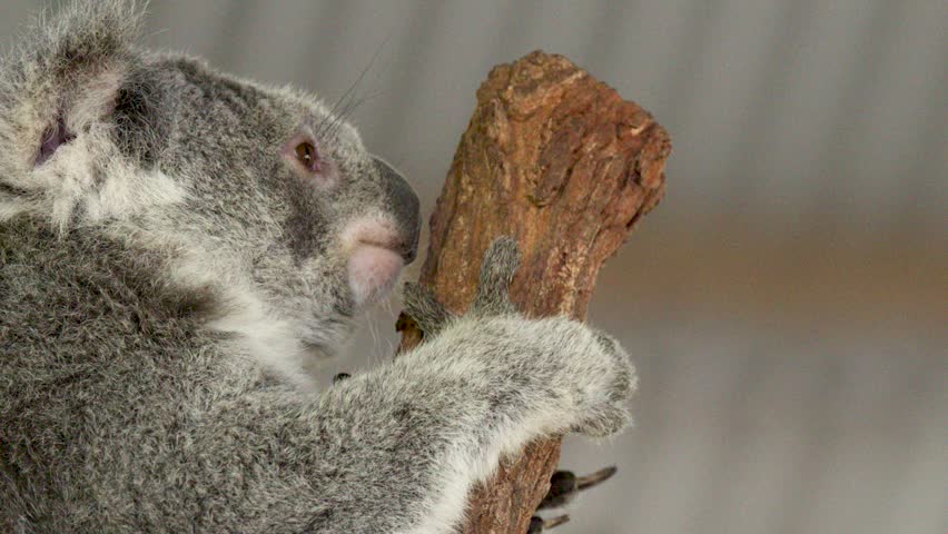 Close-up of a wild koala climbing a textured tree branch in Australia with soft lighting.