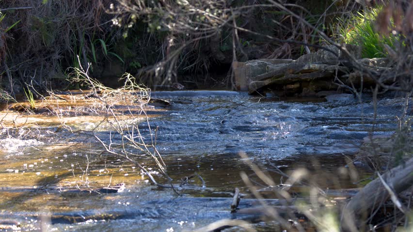 Clear water flows over rocks in a sunlit forest stream at Wentworth Falls, Australia.