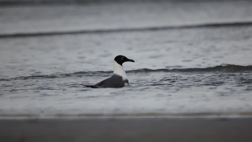 A black-headed gull launches into flight from ocean waves, wings spread against the surf. No people, moody natural light, medium wildlife shot.