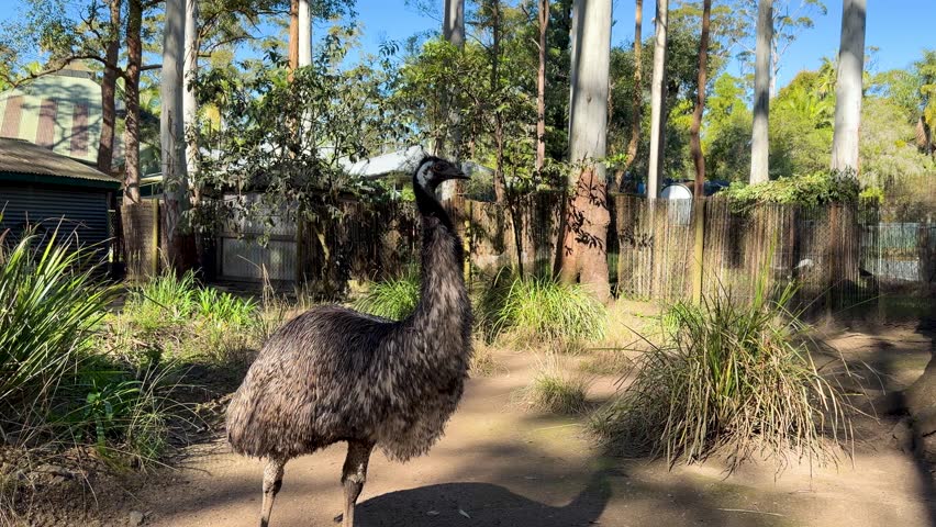 Large flightless emu stands alert in a sunny eucalyptus forest environment in Sancrox, Australia.