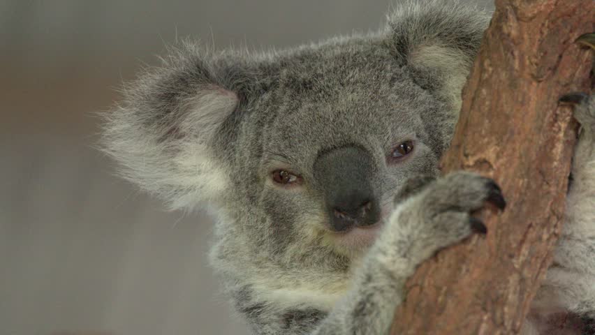 A wild koala clings to a eucalyptus branch, looking calmly at the camera in Australia.