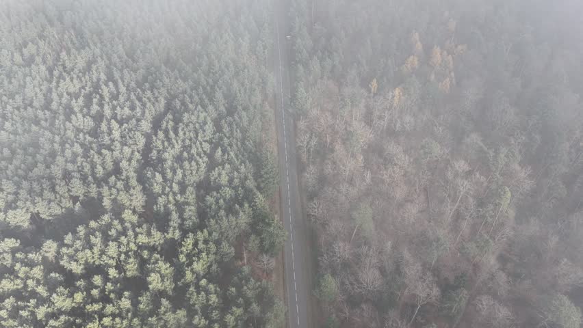 A top-down drone view of a forest bisected by a narrow road, partially veiled by lifting morning fog