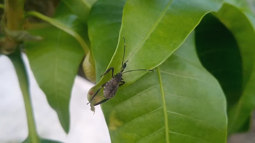 Useful Assassin Bug Bug of Reduviidae Family Controlling Pest Population on Green Plant
