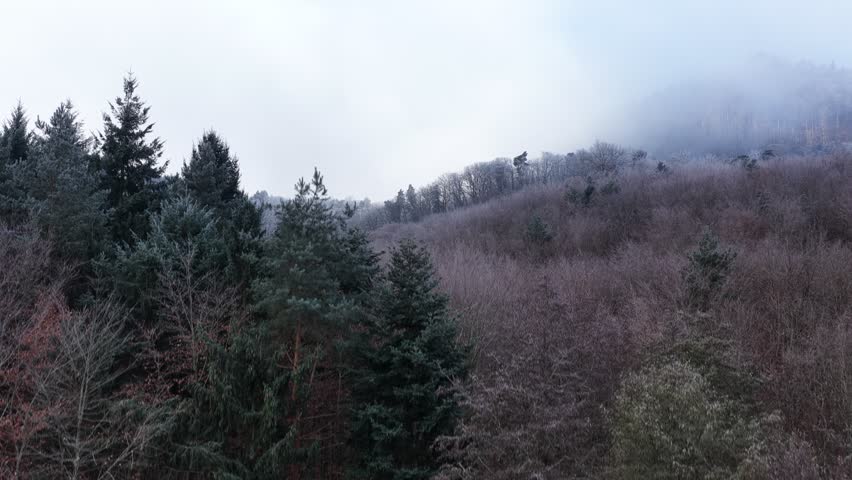 A frontal view of a frosted mixed forest climbing a hillside, with soft mist settling across bare branches and evergreen canopies