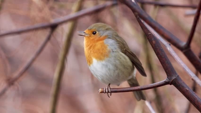 A European robin perched on a bare branch, showing its orange chest in soft natural light