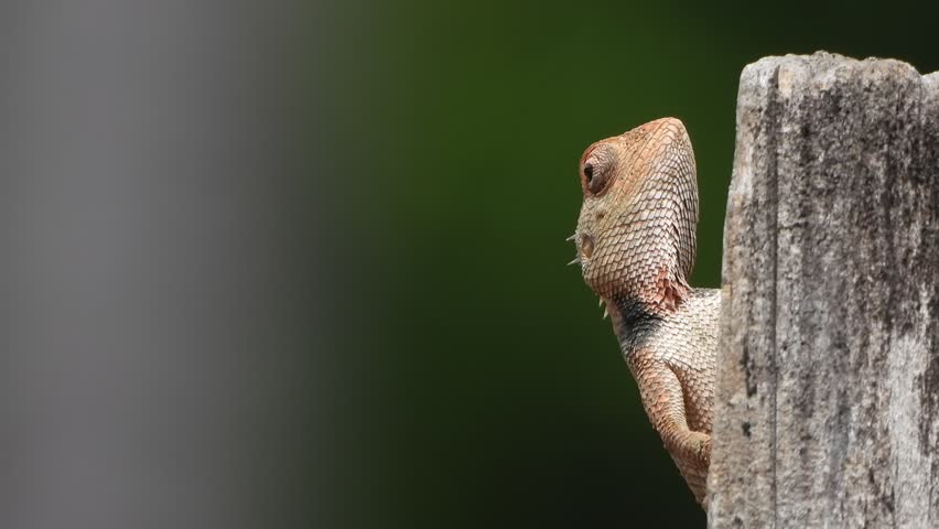 Beautiful friendly lizard in wood .