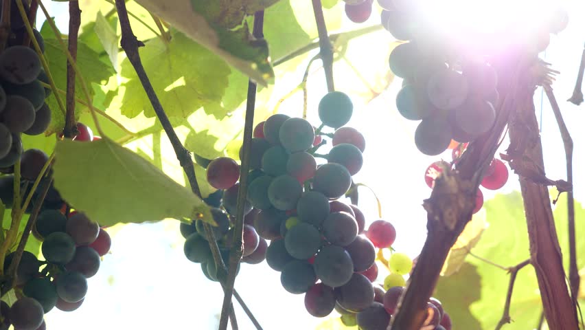 Closeup of hand picking ripe purple grapes from vineyard vine in warm sunlight. Fresh fruit harvest with hanging grape clusters and lush green leaves during daylight