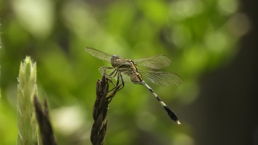 Beautiful Dragonfly flaying in stick .