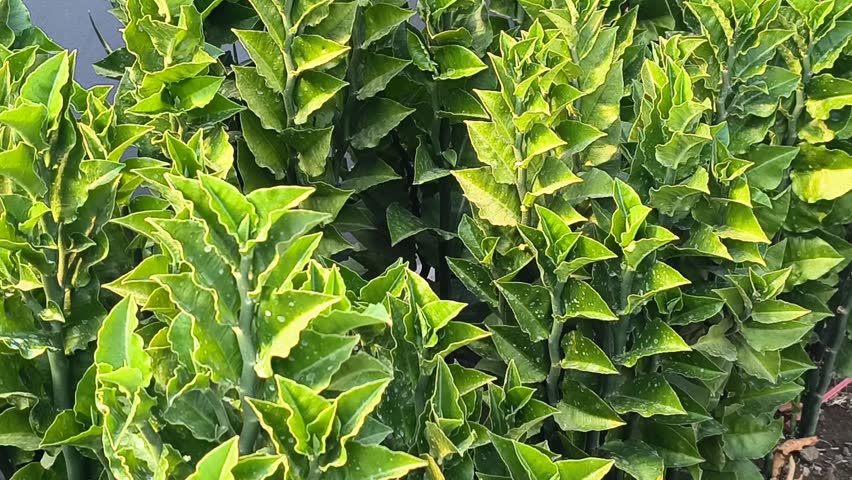 Dense Euphorbia tithymaloides leaves swaying in the breeze. Green zigzag plant foliage close-up footage in outdoor garden