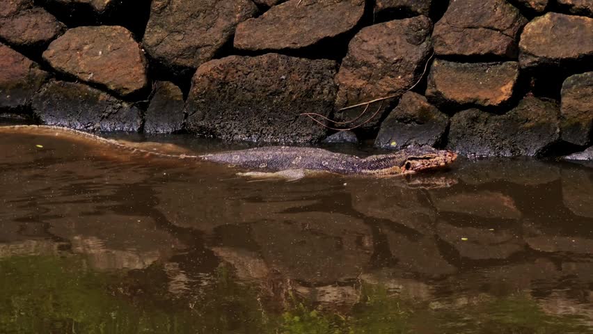A close-up tracking shot capturing an Asian water monitor lizard (Varanus salvator) cruising smoothly in a straight line through brown river water directly below a dark stone retaining wall.