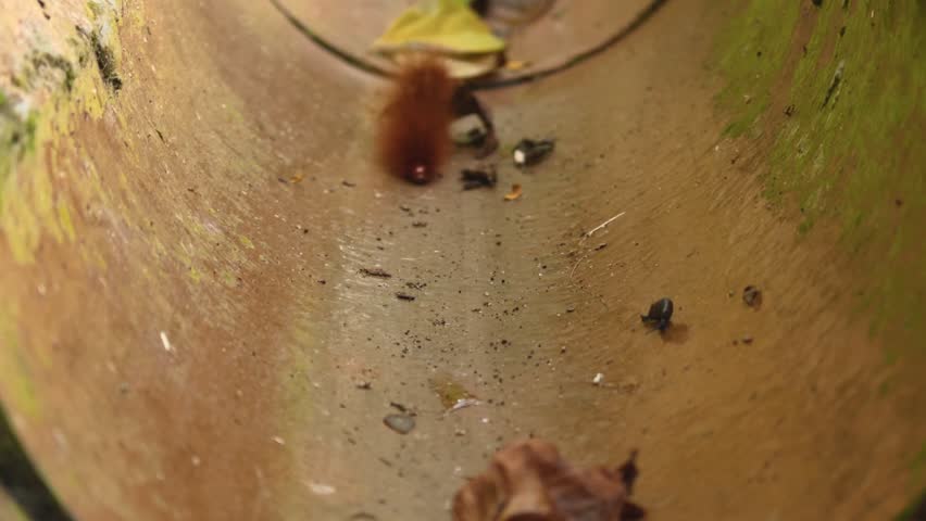 A macro shot tracking a fuzzy brown caterpillar as it crawls forward along the curved inside of a weathered drainage pipe, passing dead leaves and small forest debris.