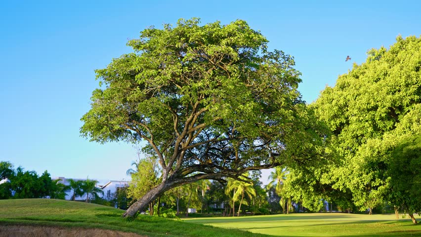 Landscape of a beautiful golf course. Summer foliage on the surrounding trees creates a peaceful outdoor sports atmosphere. Landscape view of a golf course in the Dominican Republic.