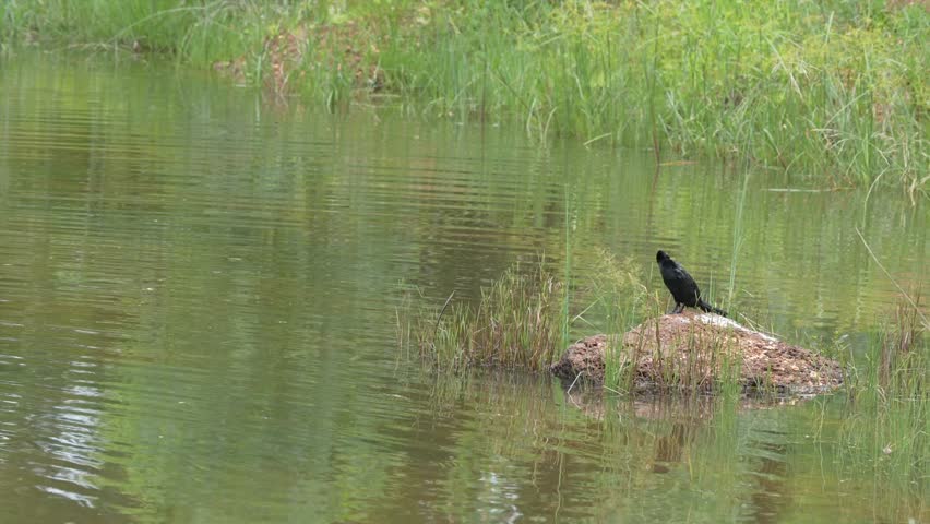 A cormorant dives from a rock in a lake surrounded by green vegetation, in search of small fish to eat.