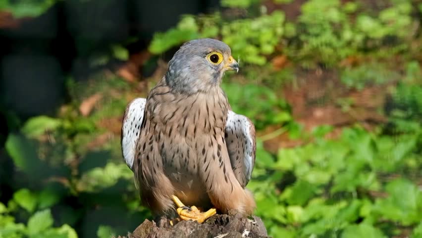 A Common Kestrel (Falco tinnunculus) perched on a tree stump with an alert posture in a lush green natural environment. The image highlights the raptor
