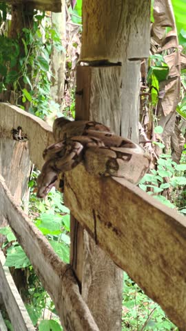 Boa constrictor rests coiled on a rustic wooden fence in Chapada dos Veadeiros, Goias, Brazil, surrounded by tropical Cerrado vegetation, vertical handheld shot.Boa constrictor