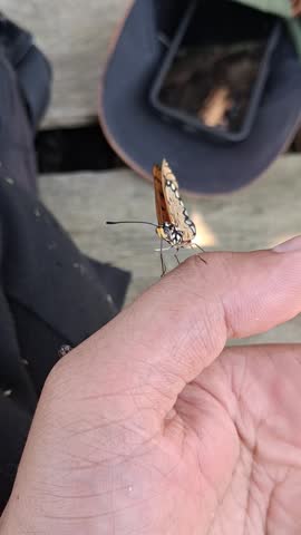 Beautiful orange Tawny Coster butterfly resting and flapping wings on a human hand outdoors.