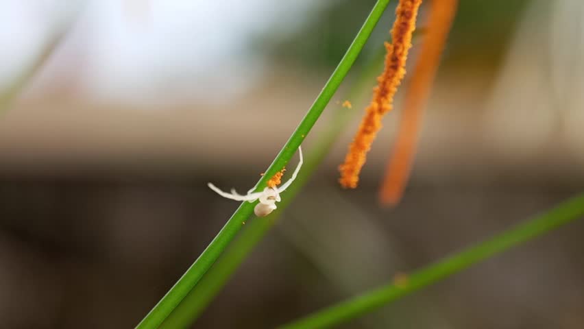 A small white crab spider crawling on an orange flower stamen with a soft blurred natural background.
