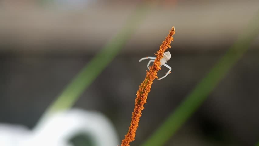 A small white crab spider crawling on an orange flower stamen with a soft blurred natural background.