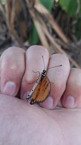 Beautiful orange Tawny Coster butterfly resting and flapping wings on a human hand outdoors.