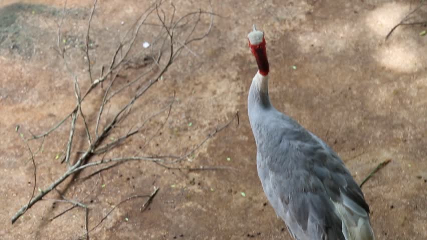 Reddish Egret (Egretta rufescens) Sri Lanka 2026.red head bird