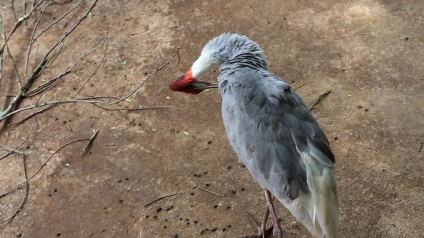 Reddish Egret (Egretta rufescens) Sri Lanka 2026.red head bird