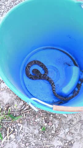 Juvenile Boa constrictor (Boa constrictor) rests coiled inside a blue plastic bucket in Chapada dos Veadeiros National Park, Alto Paraiso de Goias, Goias, Brazil, vertical push in handheld.