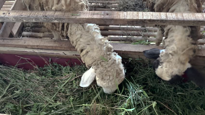 Sheep farm eating green grass