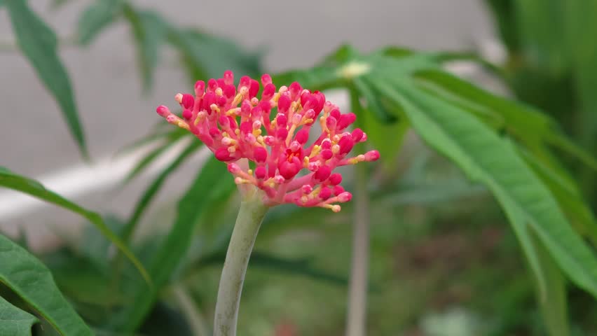 Jatropha podagrica, red bracts and flowers 