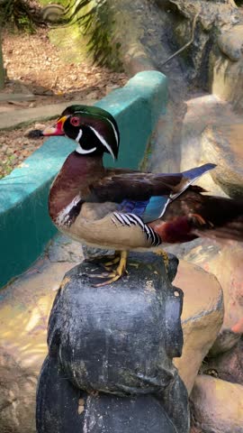 side portrait of mandarin duck standing on the rocks in the afternoon, colorful wood duck in the park