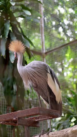 isolated grey feathers bird preening inside the cage, grey crowned crane deep cleaning its right feathers in the afternoon