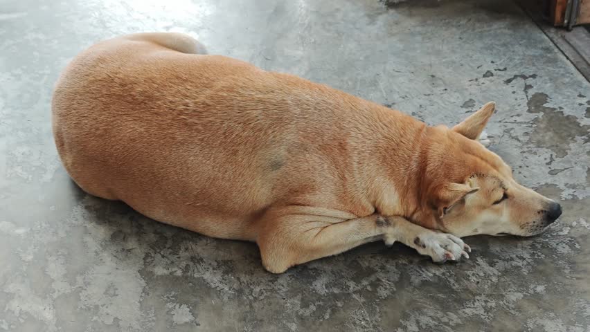 A fat, brown dog is lying on the floor.