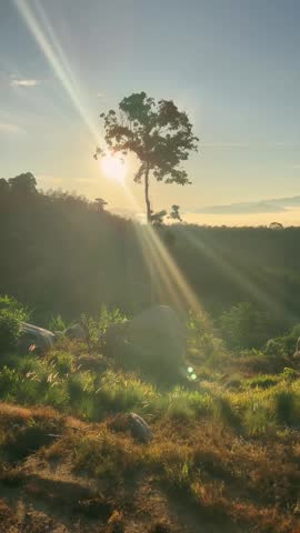A sunrise over a mountain peak with a misty forest features golden morning light, glowing skies, and low fog through the trees.