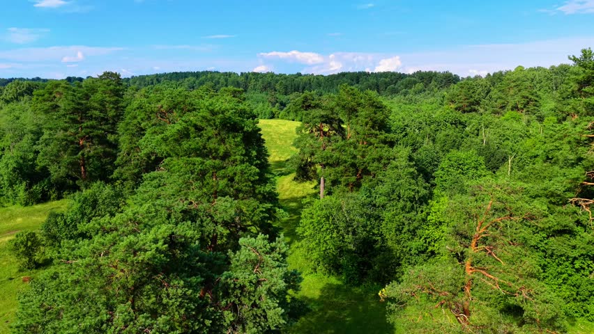 Lush green meadow bordered by dense trees under a clear blue sky in summer landscape