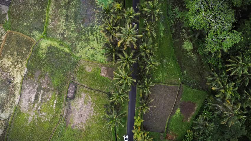 Top view of road in between green paddy fields 