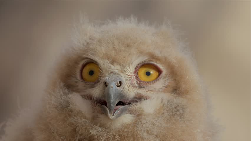 A frontal close-up portrait of a baby eagle owl chick highlights its wide curious eyes, open beak, and soft downy feathers.