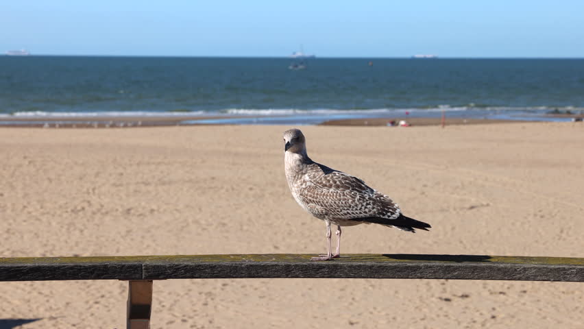 A young gull stands on a wooden railing on a sunny beach, turning its head and looking at the ocean and horizon. Ostend, a coastal city in Belgium, Europe.