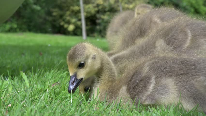 Canada Goose (Branta canadensis) young goslings with an adult eating grass on a lawn. June, Kent, UK [Slow motion x4]