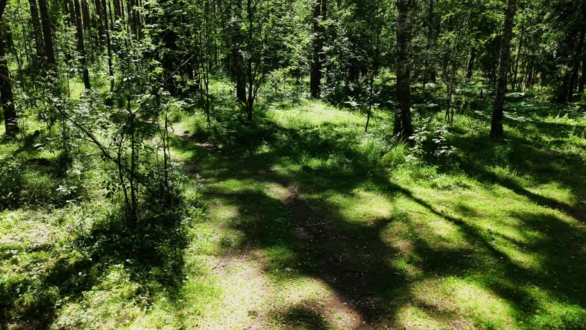 Forest path surrounded by lush greenery and sunlight filtering through trees