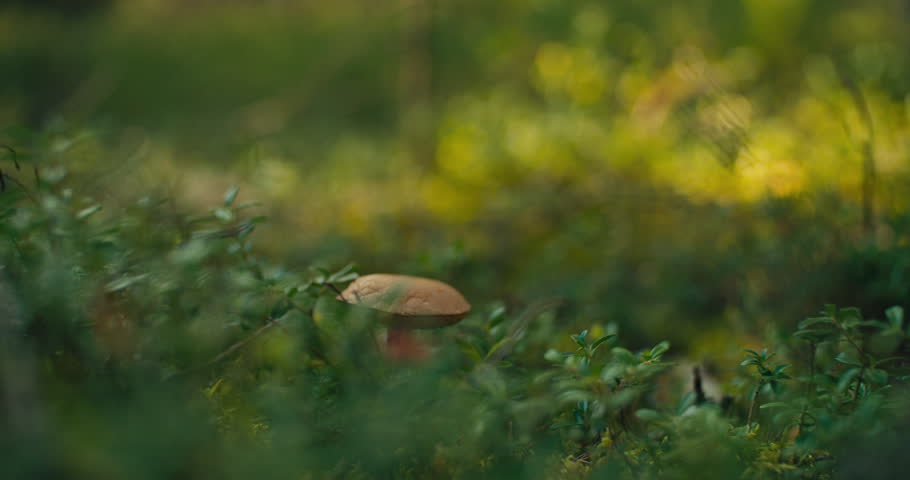 Close Up of a wild mushroom growing among green woodland undergrowth. Soft golden light and shallow depth of field create a peaceful natural forest scene.