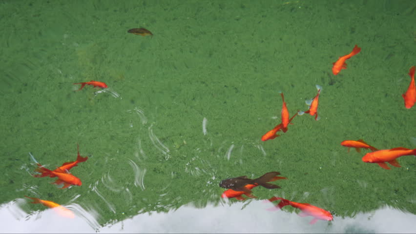 A serene full shot of a school of beautiful goldfish (Carassius auratus) swimming gracefully in a vibrant green pond, showcasing their elegant movements and vivid colors