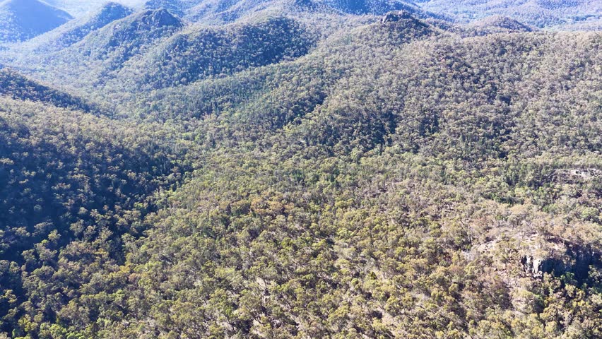 Wedge-tailed eagle glides over rugged mountain cliffs and eucalyptus forests in Warrumbungle National Park.